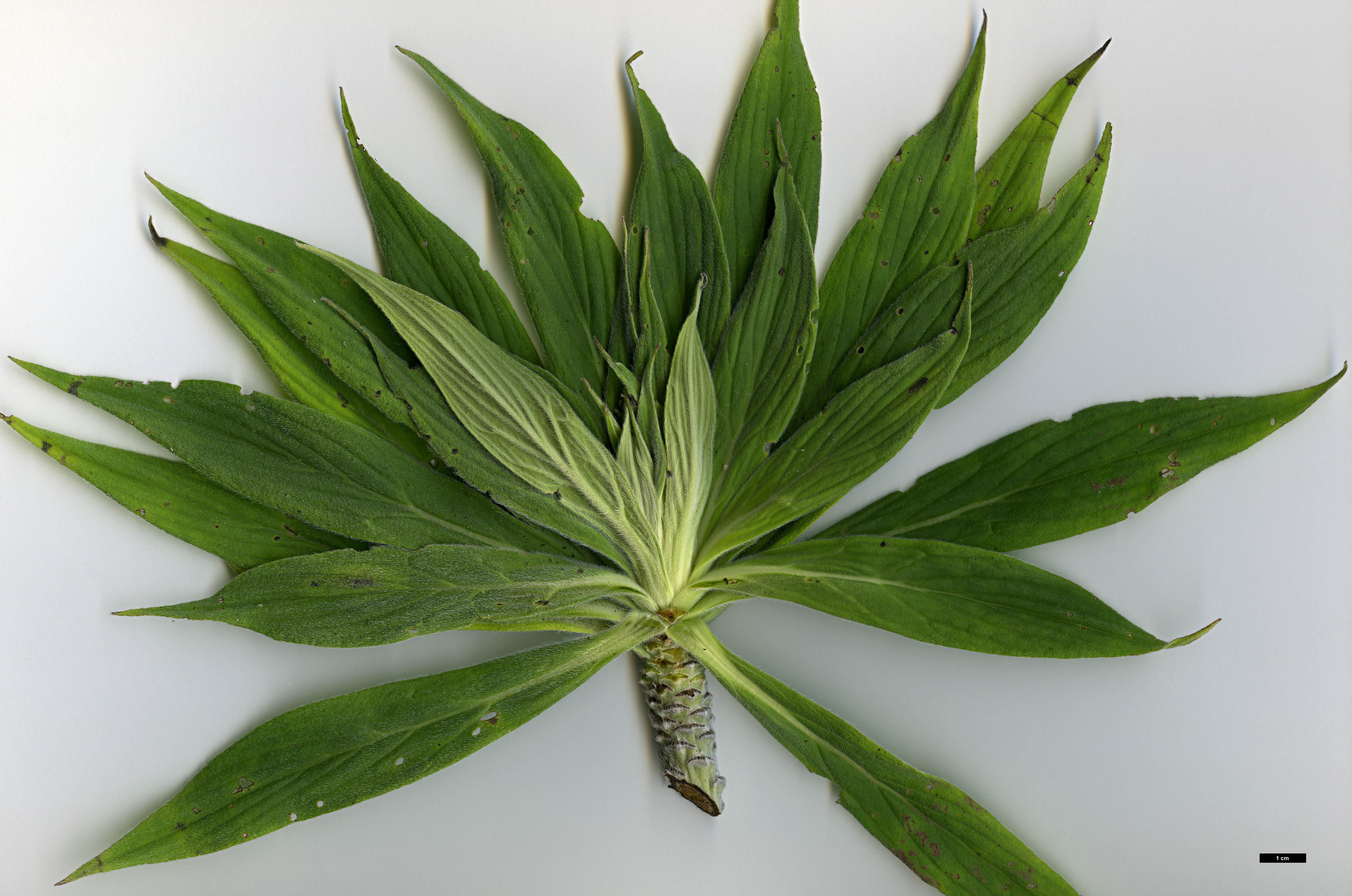 High resolution image: Family: Boraginaceae - Genus: Echium - Taxon: candicans